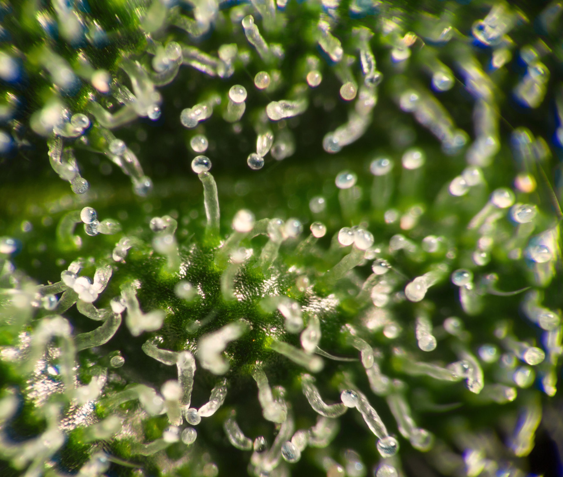 Macro close up of trichomes on green female cannabis indica plant leaf.
